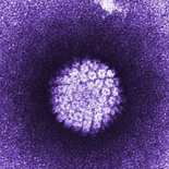 hpv.gif