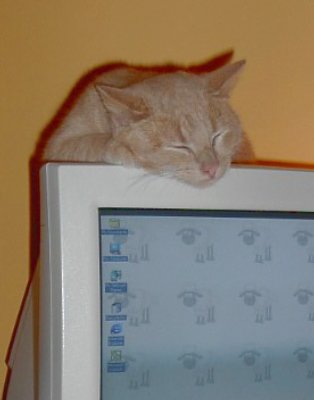 lewis-the-computer-cat2.jpg
