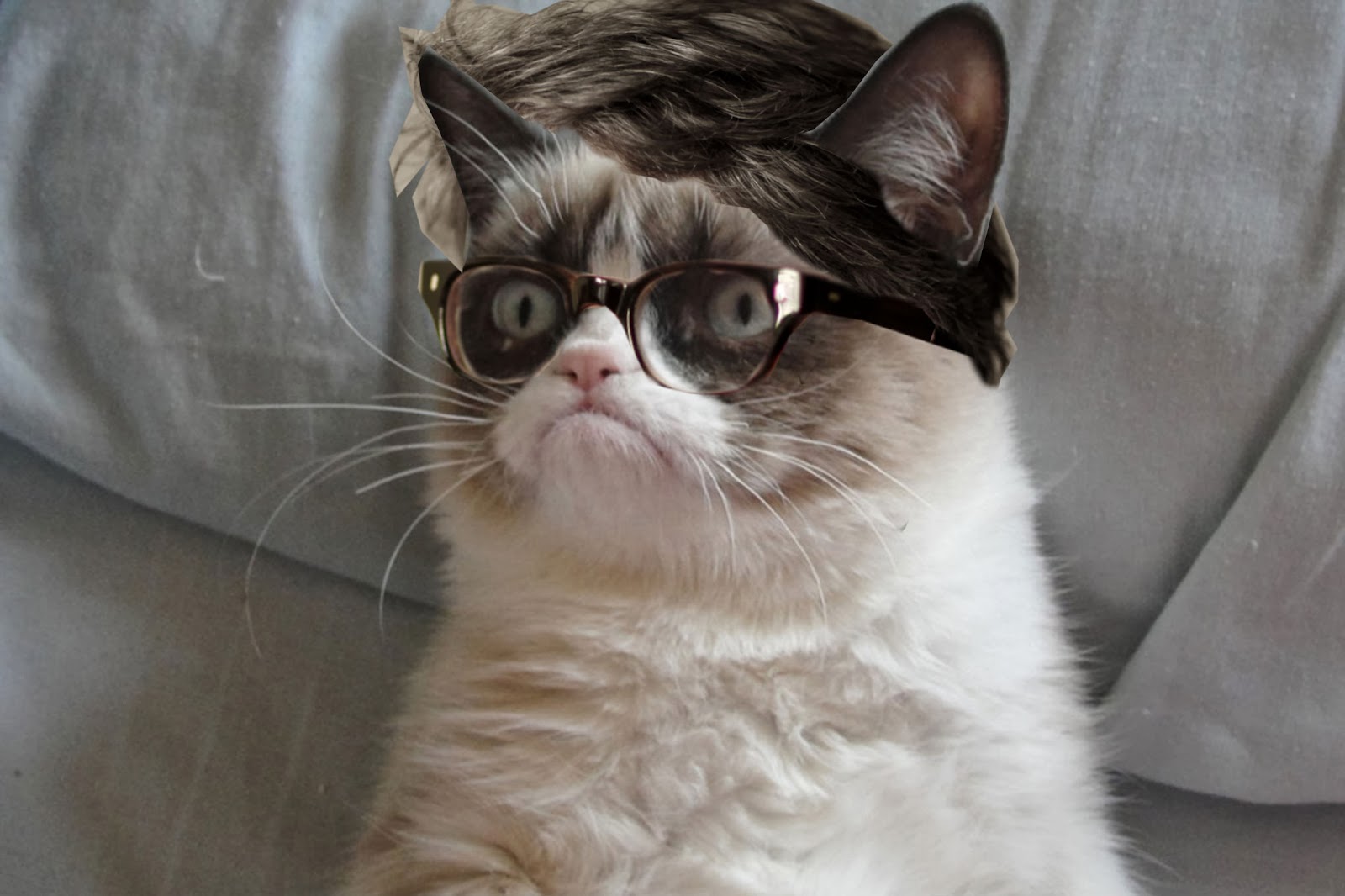 Скучная унылая. Гранд пи Кэт. Порода кошки Грампи Кэт. Кот в очках. Унылый кот.